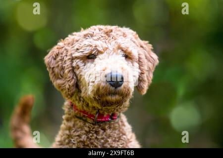 Chien de race mixte Golden Retriever x Canodle, également connu sous le nom de Goldendoodle Banque D'Images