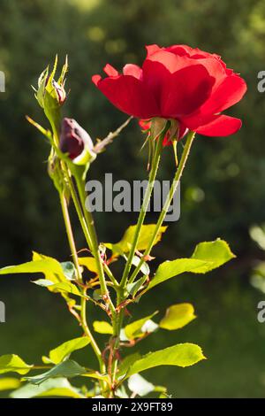 Photo verticale d'une rose rouge avec des bourgeons en contre-jour sur un fond de verdure floue lors d'une journée d'été ensoleillée Banque D'Images