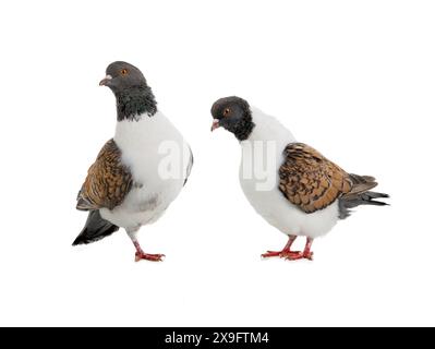 Pigeons allemands modena debout sur une jambe isolé sur fond blanc Banque D'Images