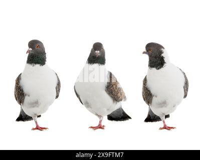 Pigeons allemands modena debout sur une jambe isolé sur fond blanc Banque D'Images