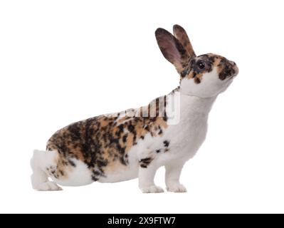lapin tacheté isolé sur un fond blanc. Banque D'Images