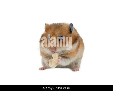 hamster mangeant de la nourriture isolé sur fond blanc Banque D'Images