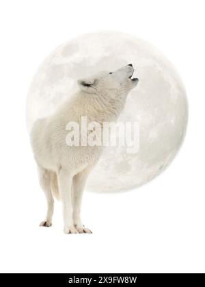 Loup arctique hurlant à la lune isolé sur fond blanc Banque D'Images