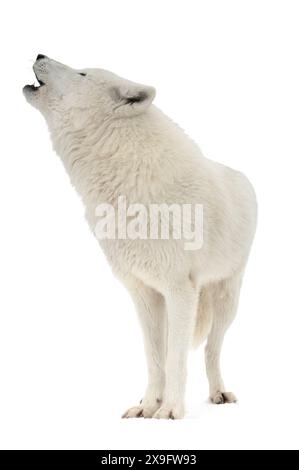 loup arctique blanc hurlant en hiver isolé sur fond blanc Banque D'Images