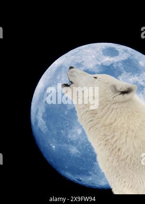 wolf hurle à la lune, sur fond de ciel noir Banque D'Images