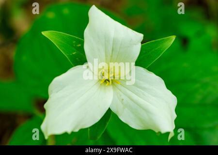 Grand trillium blanc pris dans une forêt du Wisconsin en mai. Banque D'Images