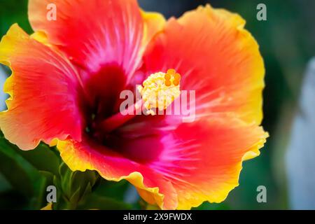 Un hibiscus en pot ajoute une couleur brillante à un patio du Wisconsin. Banque D'Images