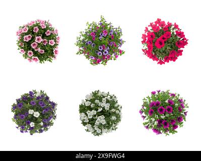 collage de fleurs isolées sur fond blanc Banque D'Images