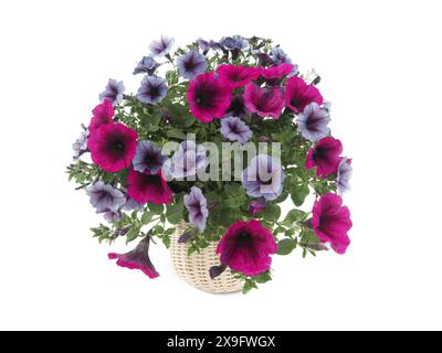 bouquet de pétunia isolé sur fond blanc Banque D'Images