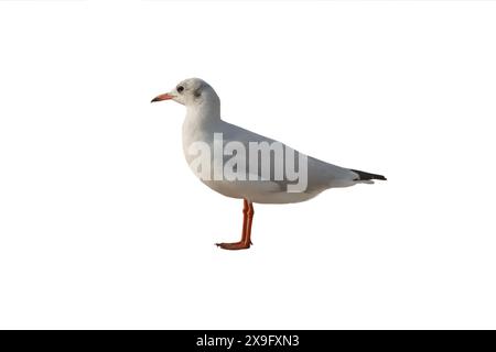 Mouette isolée sur fond blanc Banque D'Images