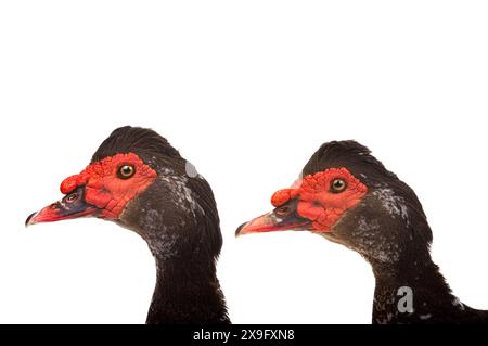 Deux portraits de canard brun (Cairina moschata) isolé sur fond blanc Banque D'Images