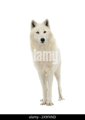 Loup arctique isolé sur fond blanc Banque D'Images