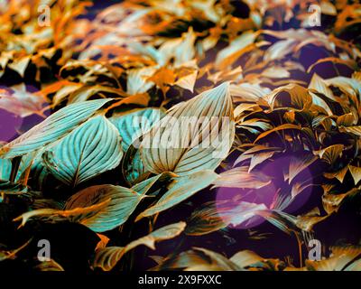 Feuilles de fleurs Hosta August Moon Banque D'Images