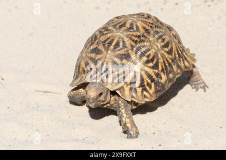 Kalahari Tent Tortoise / Tortue dentelée (Psammobates oculifer) Kgalagadi Transfrontier Park, Kalahari, Cap Nord, Afrique du Sud. Banque D'Images