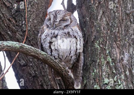 Chouette d'Afrique (Otus senegalensis), Limpopo, Afrique du Sud Banque D'Images