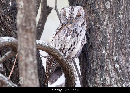 Chouette africaine (Otus senegalensis), camouflée dans un arbre au coucher du soleil, Limpopo, Afrique du Sud Banque D'Images