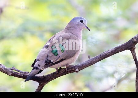 Colombe des bois tachetée à l'émeraude (Turtur chalcospilos) dans un habitat boisé à feuilles larges, parc national de Marakele, biosphère de Waterberg, Limpopo, Afrique du Sud Banque D'Images