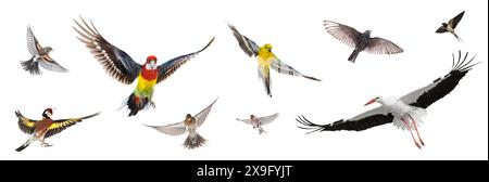 groupe d'oiseaux volant dans l'air isolé sur fond blanc Banque D'Images