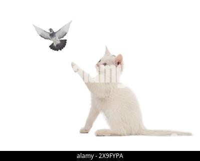 chaton et colombe isolés sur fond blanc Banque D'Images