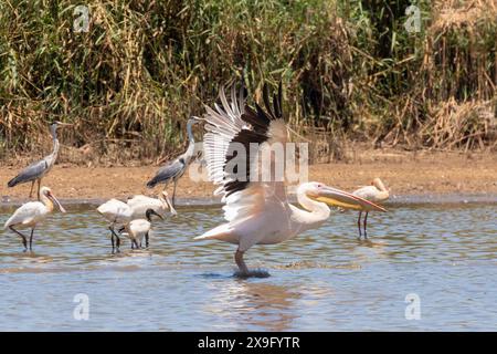Grand pélican blanc (Pelecanus onocrotalus) avec cuillères africaines (Platalea alba), hérons gris et Ibis sacrés, estuaire de la rivière Berg, Velddrif, Ouest Banque D'Images
