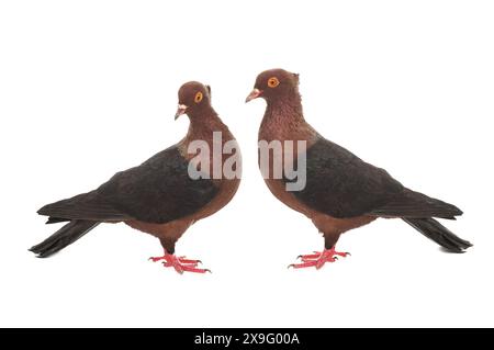 deux pigeons isolés sur fond blanc Banque D'Images