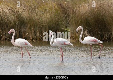 Greater Flamingos (Phoenicopterus roseus) dans les vasières de marée de la rivière Berg, Velddrif, côte ouest, Afrique du Sud Banque D'Images