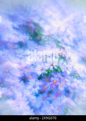 beau fond de printemps abstrait, beau buisson de fleurs de chrysanthème avec un beau bokeh Banque D'Images