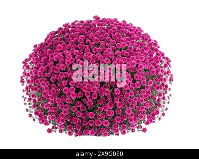 beau chrysanthème rose en forme de boule isolé sur fond blanc Banque D'Images