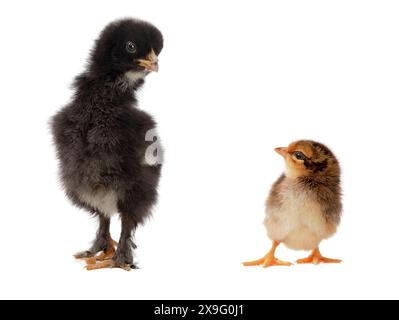 petit poulet regarde le grand isolé sur fond blanc Banque D'Images