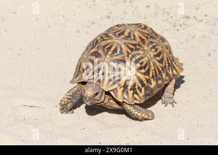 Kalahari Tent Tortoise / Tortue dentelée (Psammobates oculifer) Kgalagadi Transfrontier Park, Kalahari, Cap Nord, Afrique du Sud. Banque D'Images