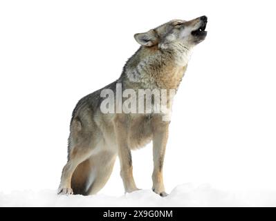 elle-loup hurle en hiver sur la neige isolé sur fond blanc Banque D'Images