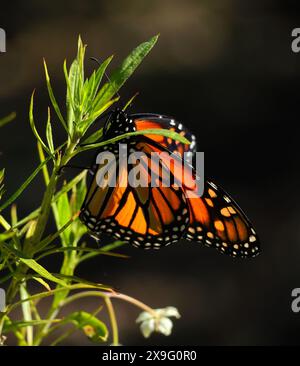 Un papillon monarque - Danaus plexippus, se nourrissant d'aspersion africaine en fleurs. Observation rare à Oeiras, Portugal. Famille des Nymphalidae. Banque D'Images