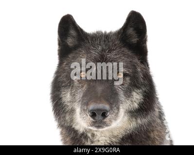 portrait de loup noir canadien isolé sur fond blanc Banque D'Images
