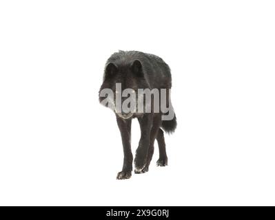 loup noir canadien marchant isolé sur fond blanc Banque D'Images