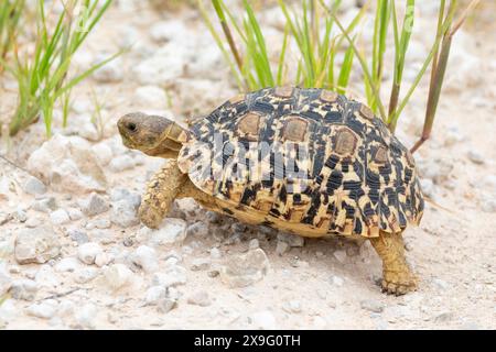 Tortue léopard (Stigmochelys pardalis), Kgalagadi Transfrontier Park, Kalahari, Cap Nord, Afrique du Sud. Banque D'Images