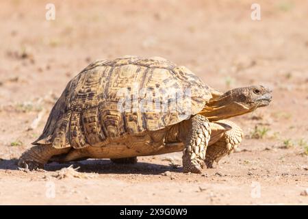 Tortue léopard (Stigmochelys pardalis) Kgalagadi Transfrontier Park, Kalahari, Cap Nord, Afrique du Sud. Tortue uniquement dans laquelle le bouclier nucal Banque D'Images