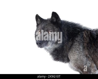 loup canadien noir isolé sur fond blanc Banque D'Images