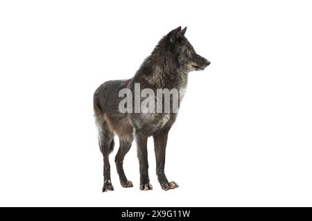 loup canadien noir isolé sur fond blanc Banque D'Images