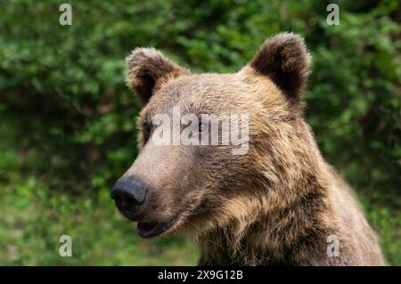 portrait d'un grand ours brun avec une mouche assise près de l'œil Banque D'Images