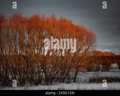 coucher du soleil frappe les branches d'arbres en hiver Banque D'Images