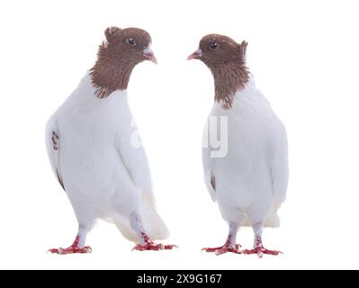 deux colombes isolées sur fond blanc Banque D'Images