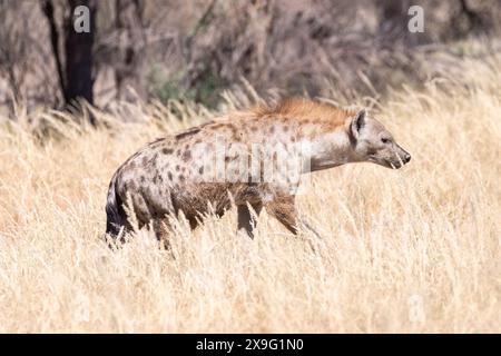 Hyena tachetée (Crocuta crocuta) femelle alpha chassant dans les prairies, Kgalagadi Transfrontier Park, Kalahari, Cap Nord, Afrique du Sud Banque D'Images