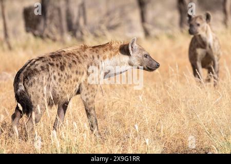 Hyena tachetée (Crocuta crocuta) ou femelle dominante hyène riante, Kgalagadi Transfrontier Park, Kalahari, Cap Nord, Afrique du Sud dans les prairies Banque D'Images