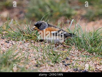 A Brambling Fringilla montifringilla) se nourrissant des semences des fermiers dans les Cotswold Hills Banque D'Images