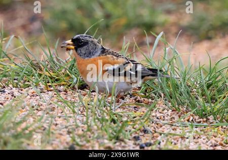 A Brambling Fringilla montifringilla) se nourrissant des semences des fermiers dans les Cotswold Hills Banque D'Images