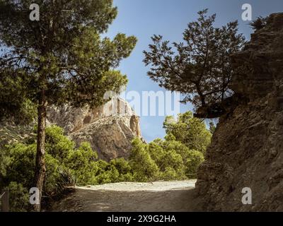 Sud espagnol, chemin de paysage andalou pendant l'été sur le El Caminito del Rey, pins en pierre à côté du chemin de terre Banque D'Images