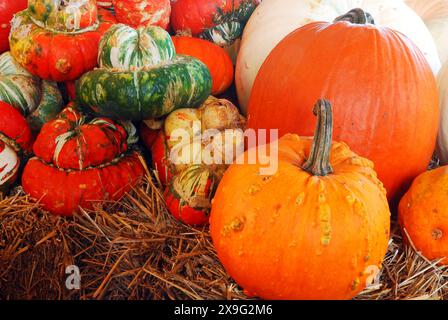 Citrouilles, gourdes et autres fruits et légumes récoltés en automne associés aux décorations d'Halloween sont assis sur une balle de foin dans un marché de fermiers Banque D'Images