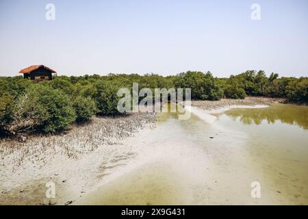 Les forêts de mangroves, l’une des merveilles naturelles du Qatar Banque D'Images