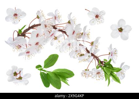 fleurs de cerisier isolées sur fond blanc. Vue de dessus. Pose à plat Banque D'Images