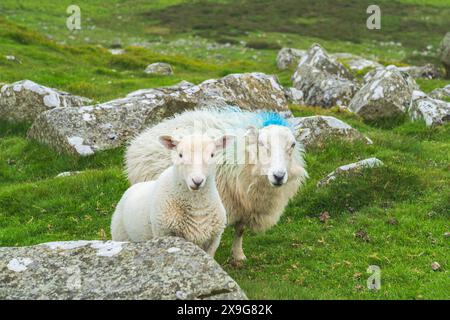 2 moutons Cheviot errant et pâturant au sommet de la colline de Titterstone Clee dans le Shropshire, au Royaume-Uni. Spring Lamb et mature Ewe Banque D'Images